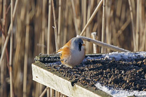 Bearded Tits at Leighton Moss by Betty Fold Gallery